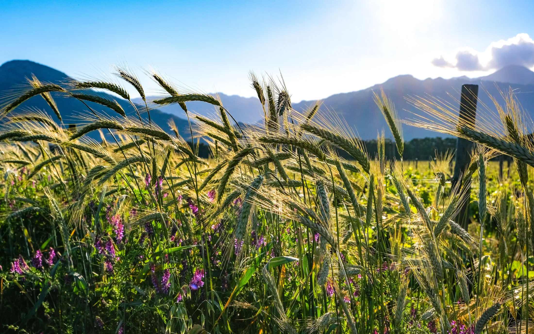 Barley in flower against a mountain range